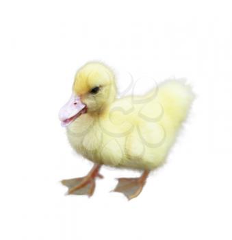 Little yellow fluffy duckling sitting isolated 