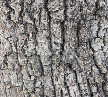 Old tree bark texture 