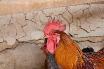 Fine looking rooster portrait 