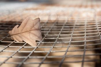 oak leaf on the background grid