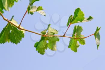 GRAPE branch from a blue sky background