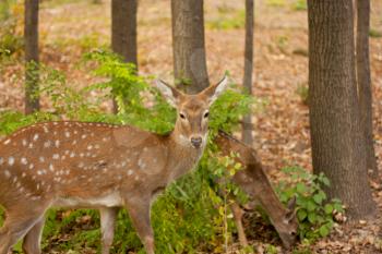 child of the red deer in wood . Bandhavgarh. India. 