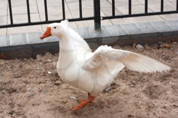 A white goose spreading its wings. 