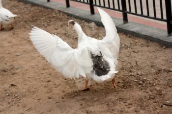 A white goose spreading its wings. 