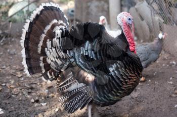 Large male turkey in nature 