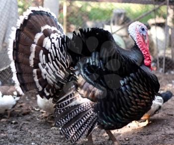 Large male turkey in nature 