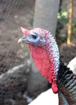 Dangerous black adult turkey is getting angry 