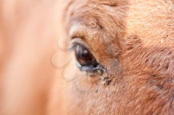 Closeup of a horse's eye 