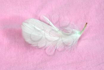 white feather on rose background