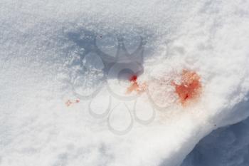 Blood on snow