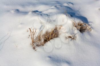 Dried plant in snow surface 