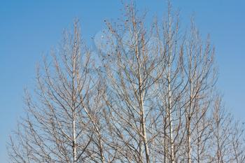 branches of poplar trees without leaves against the sky