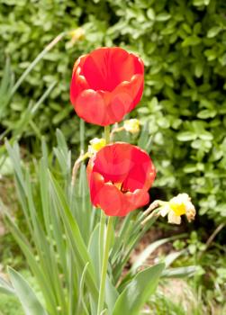 Two red tulip flowers on green field	
