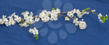 flowers from fruit tree on a blue background