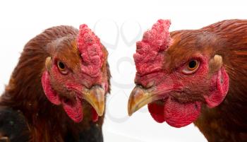 two cocks on white background