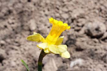 daffodil on the background of the earth
