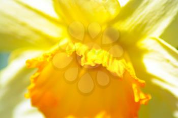 Extreme closeup of daffodil flower. 