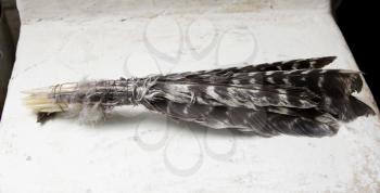 Feathers of a bird on a white background