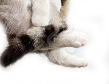 paws of the cat on white background