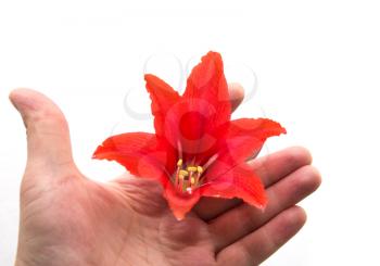 Red flower in a hand on a white background