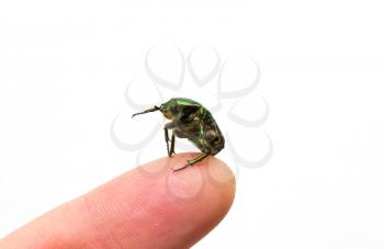 Green may-bug on a finger of the person