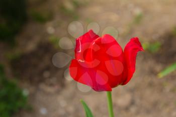 Beautiful red tulip on the nature