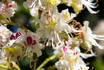 bee on flowering chestnut
