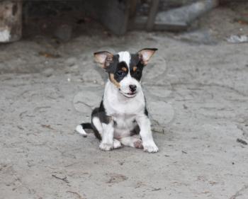 Puppy sitting on concrete
