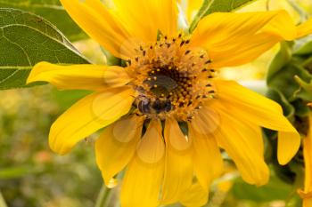 The bee on a sunflower collects honey