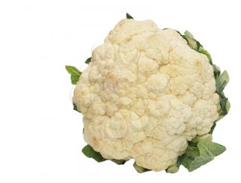 Fresh cauliflower cabbage vegetable on white background