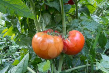 ripe tomatoes in the garden