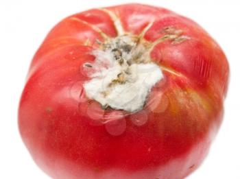 old red tomatoes with mold on white background