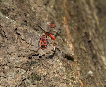 Red beetles on tree bark