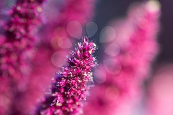 dry purple flower. macro