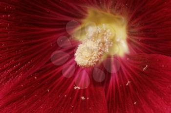 pollen in a red flower. macro