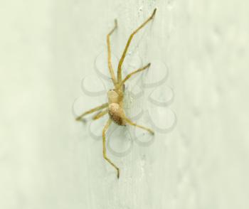 spider on the wall. macro