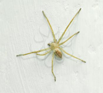 spider on the wall. macro