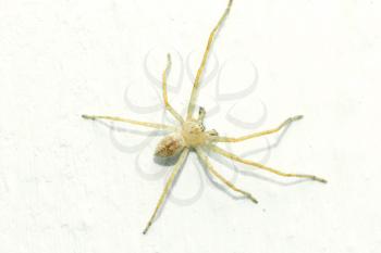 spider on a white background. macro