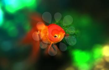 Gold oranda goldfish in an aquarium 