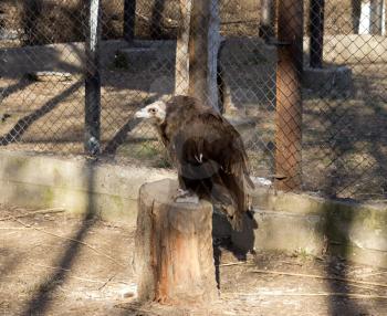 an eagle at the zoo