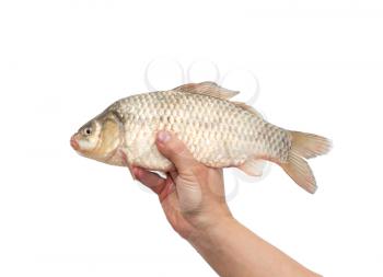 crucian carp in the hand on a white background