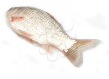 tail of a carp on a white background