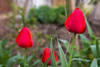 Beautiful red tulips on the nature