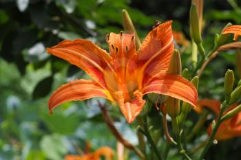 Beautiful orange lily, flower on the nature