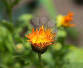 orange flower on the nature