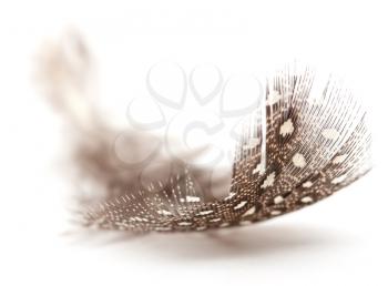 feather of a bird on a white background