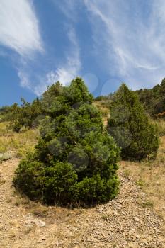 coniferous tree in the mountains of Kazakhstan
