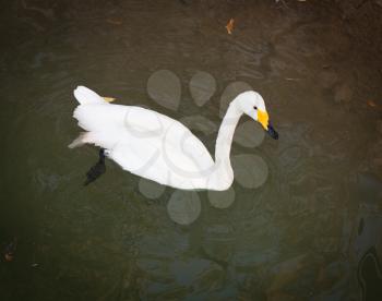 white swan swims in the lake