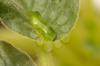 drop on a green leaf. macro