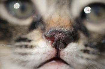 nose cat. macro
